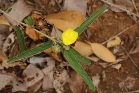 Image result for Melhania prostrata