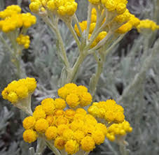 Image result for Helichrysum acutatum