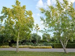 The New American Garden, The Landscape Architecture of Oehme, van Sweden  (The Cultural Landscape Foundation)