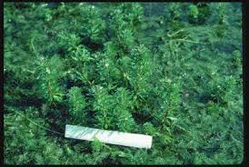 Image result for Hydrostachys lukungensis