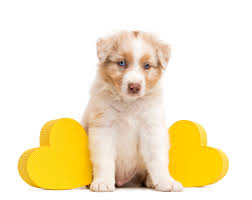 Shepherd puppy Free Stock Photos, Images, and Pictures of Shepherd puppy