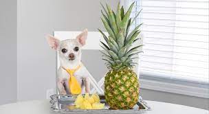 Chewy.com has been visited by 100k+ users in the past month Food Facts Can Dogs Eat Pineapple Proud Dog Mom
