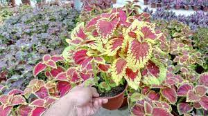 Contextual translation of pokok hati hati into english. Pokok Hati Pokok Ati Ati Merah Hijau Daun Besar Live Plants Maroon Potted Plants Pokok Hiasan Pokok Hidup Pokok Cantik Shopee Malaysia