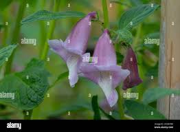 Image result for Sesamum radiatum