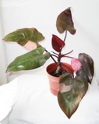 Philodendron erubescens 'black cardinal' at the brooklyn botanical garden. Plantfiles Pictures Philodendron Blushing Philodendron Red Leaf Philodendron Pink Princess Philodendron Erubescens By Giancarlo