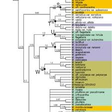 Image result for Mimosa mossambicensis