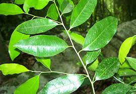 Image result for Putranjivaceae