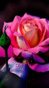 Flower Love Hot Pink Rose Beautiful Rose Flowers Beautiful Flowers Beautiful Roses