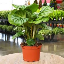 Image result for calathea