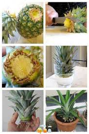 A Plantar Una Pina En Casa A Ver Si Lo Consigo Pineapple Planting Plants Indoor Vegetable Gardening