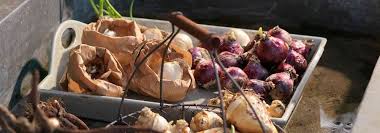 Comment avoir une nouvelle fleur d'amaryllis : Comment Conserver Les Bulbes Avant Plantation Et Apres Floraison