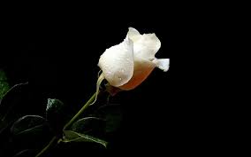 Large collections of hd transparent flower png images for free download. Flowers Roses Black Background White Flowers Wallpaper 2560x1600 194404 Wallpaperup