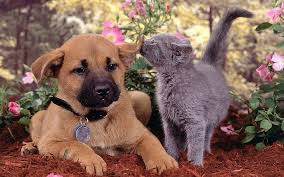 Kitten and puppy kissing picture. Hd Wallpaper My Sweet Friend Cats Dogs Puppy Kitten Cute Animals Wallpaper Flare