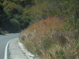 Image result for Hyperthelia dissoluta