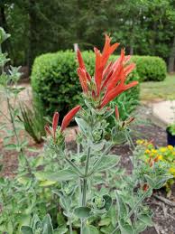 Image result for Dicliptera sericea