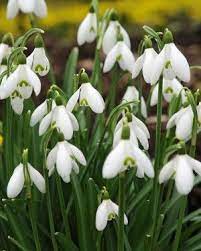 Galanthus Elwesii Snowdrops Knollenpflanzen Blumenzwiebeln Pflanzen Gartenpflanzen