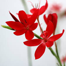 Image result for Hesperantha