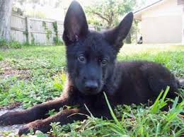 Welcome we sale the show line german shepherd. Pin On Animal Kingdom
