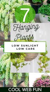 7 Best Indoor Hanging Plants With Low Maintenance Cool Web Fun Hanging Plants Outdoor Hanging Plants Indoor Best Indoor Hanging Plants