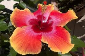 If you are using a slow release fertilizer, you will want to fertilize 4 times a year. Growing Hibiscus Outdoors And In Flower Gardening