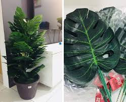Maybe you would like to learn more about one of these? Pokok Hiasan Monstera Kalau Dibeli Boleh Tahan Harganya Tapi Bila Diy