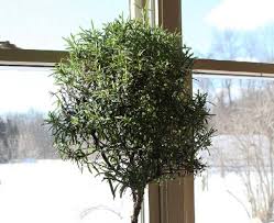 Maybe you would like to learn more about one of these? How To Turn A Rosemary Bush Into A Tree Chattanooga Times Free Press