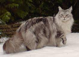 What Is The Average Maine Coon Lifespan Maine Coon Guide
