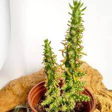 Austrocylindropuntia subulata is a species of cactus native to the peruvian andes. Austrocylindropuntia Subulata F Monstrosa Christmas Tree Cactus Eve S Pin Eve S Needle Uploaded By Wwtigraww