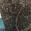 Fiddle leaf fig's leaves turning black or brown is one of the most common issues owners will have to deal with and can derive from many conditions. 1