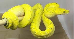 Check spelling or type a new query. 13 Incredible Green Tree Python Morphs And Localities