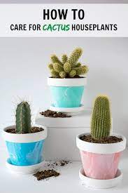 Keep in mind, however, that the type of cacti you bring home may require less time in the sun than. How To Care For Cactus House Plants Indoor Cacti Care