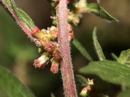 Image result for Parietaria