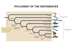 Study Guide For Biodiversity 3 Diagram Quizlet