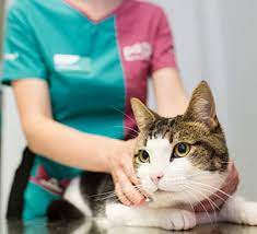 Can a low income pet get veterinary care? Why We Re Special Pdsa