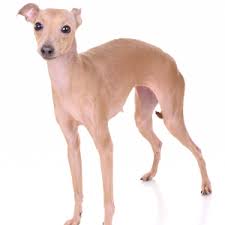 The italian greyhound is gentle, reserved, sensitive, and are often timid with strangers. Italienisches Windspiel Wisdom Panel German