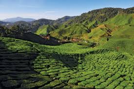 Adun jelai/exco pahang | twuko. Land Use In Cameron Highlands Still At Reasonable Rate Says Wan Rosdy Market News Propertyguru Com My