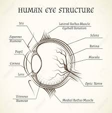 Pin By Julius Williams On Anatomy Human Eye Diagram Basic Anatomy And Physiology Medical School Studying
