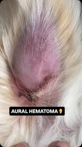Image result for abscess dog's ear flap