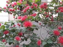 powder puff tree calliandra haematocephala