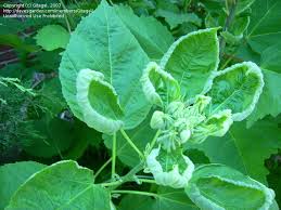 My hibiscus leaves are all green, but wilting and dying! Garden Pests And Diseases New Leaves Cupping On Hibiscus And One Of 6 Datura 1 By Gitagal