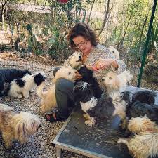 Bichons Havanais Les Toutous De Tourves Elevage De Mme Sophie Francois Situe Dans Le Var