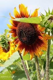 Sunflower Tiger S Eye Tiger S Eye Sunflower Helianthus Annuus Tiger S Eye Asteraceae Organic Beautiful Flowers Sunflowers And Daisies Plants