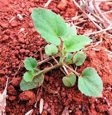 Image result for Sida urens