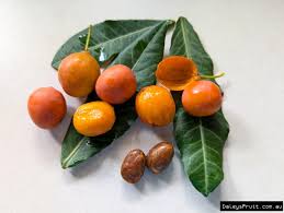 Image result for Garcinia livingstonei