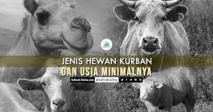 Infografis Jenis Hewan Kurban Dan Usia Minimalnya Hewan Hewan Peliharaan Unta