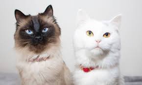 2 Pets Image