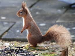 Image result for squirrel