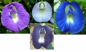 Clitoria Ternatea Medicinal Uses Health Benefits And Side Effects