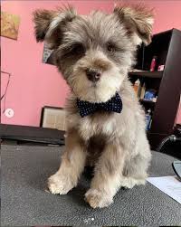 Lovely paws pet grooming is base in united state, florida. Pet Grooming Salon Cat Dog Grooming Service Shop In Tampa At Woof Gang Bakery South Tampa