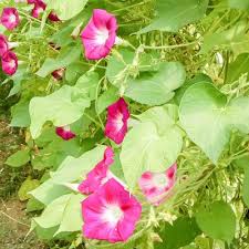 Image result for Ipomoea papilio